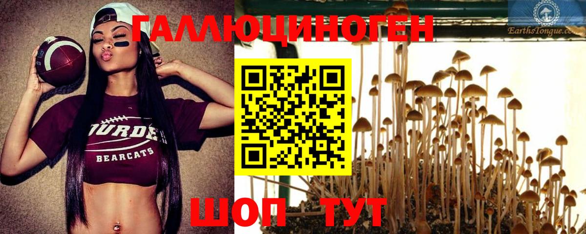 Галлюциногенные грибы Psilocybe Ставрополь